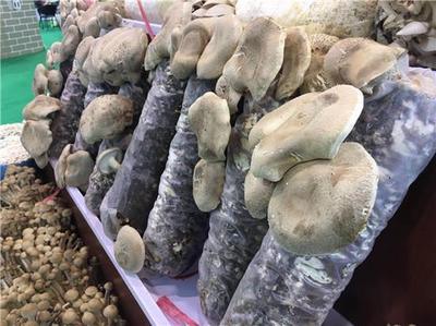 乡村振兴新力量 我省4人入选全国农村创业创新优秀带头人典型案例